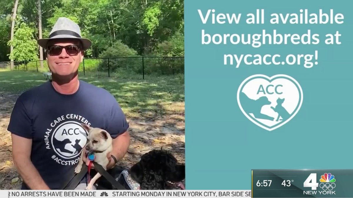 Pet Tips: Adopting a Second Furry Friend – NBC New York