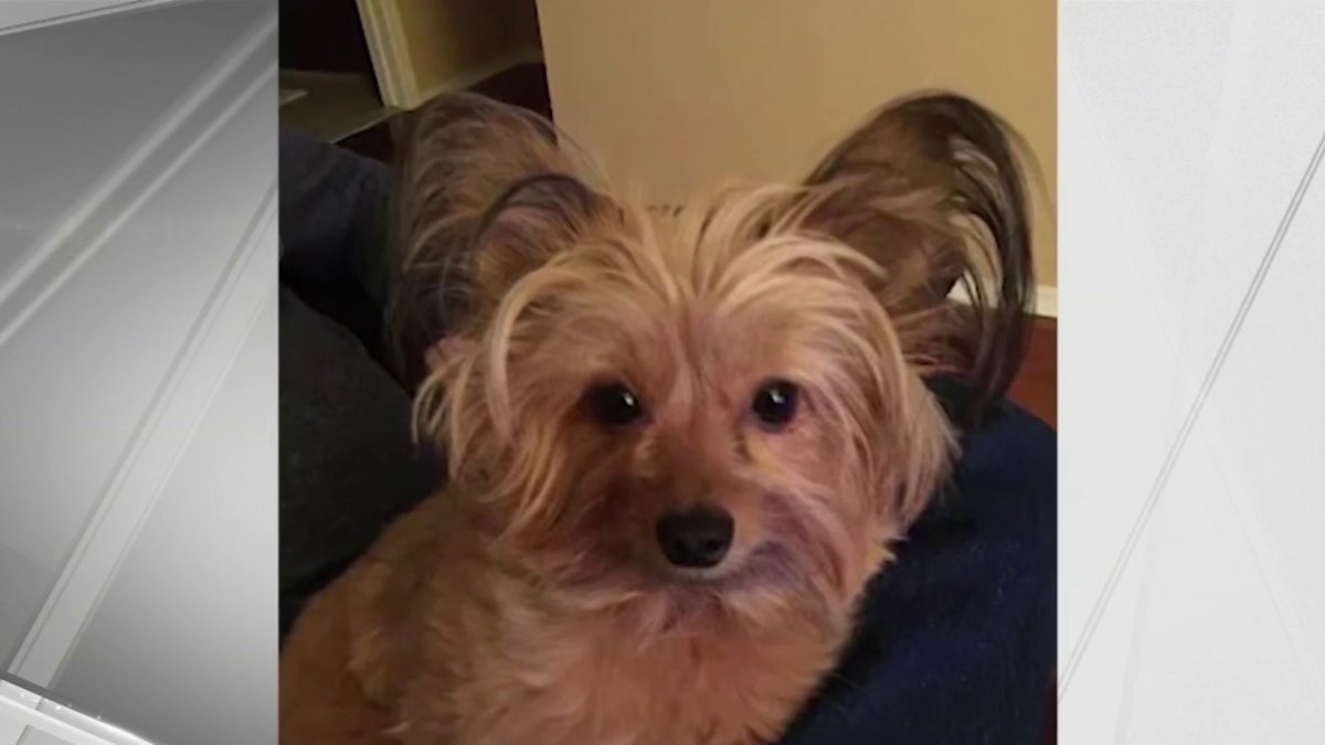 Staten Island Family Searches for Dog Missing After House Fire – NBC ...