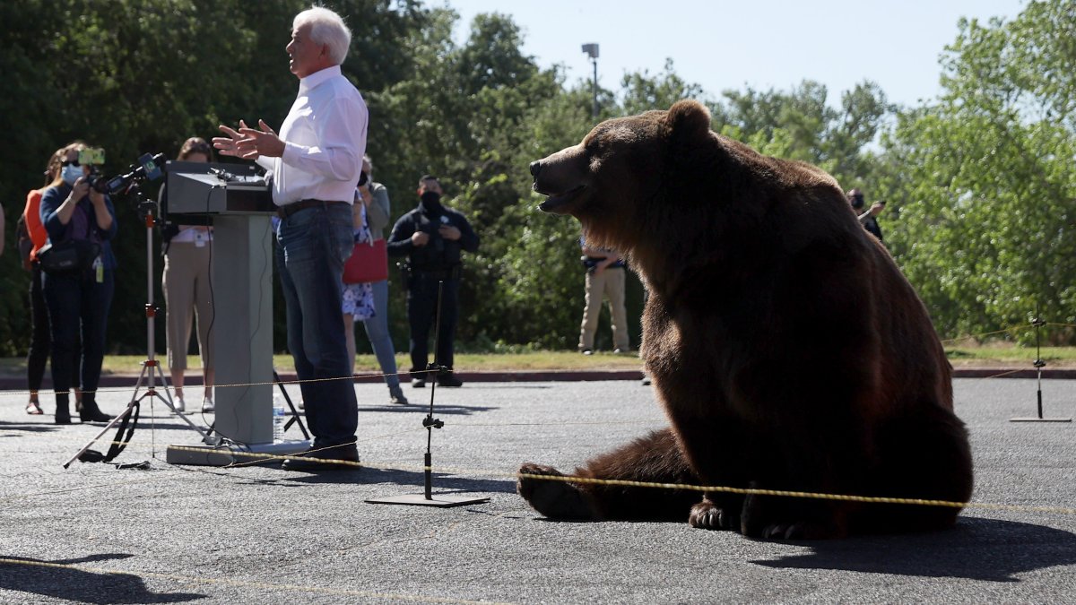 John Cox Campaigns for Governor With Bear – NBC New York