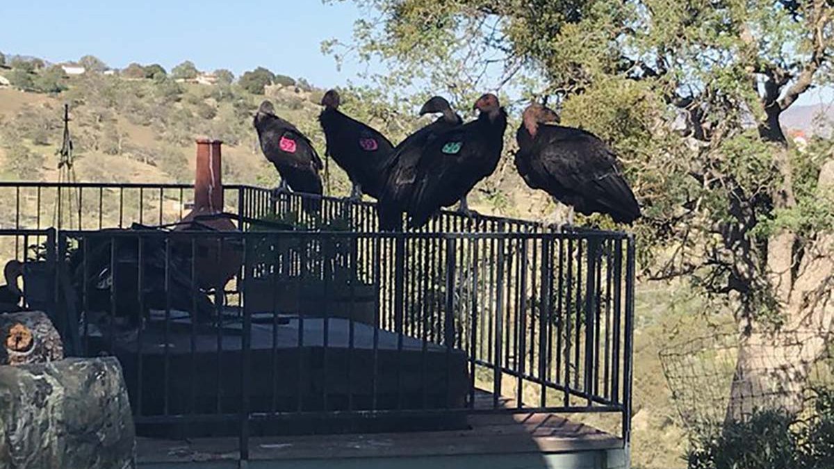 California Condors Flock at Woman’s House NBC New York