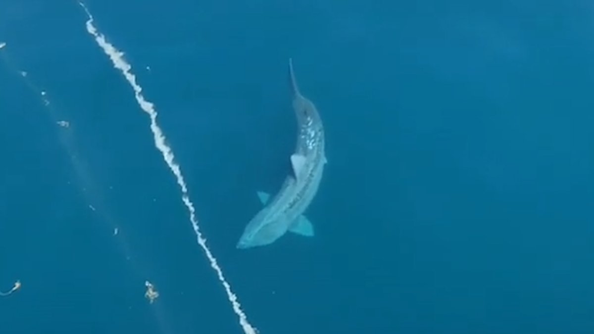 Giant Shark Swims Next to Ship Caught on Camera – NBC New York