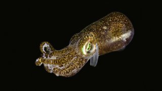 bobtail squid