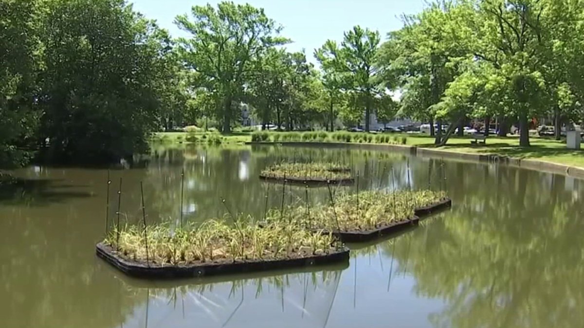 Floating Plant Islands Used in NJ’s Fight Against Toxic Algae Blooms