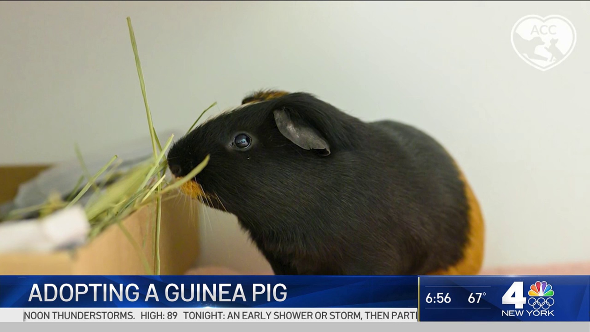 guinea pigs nyc