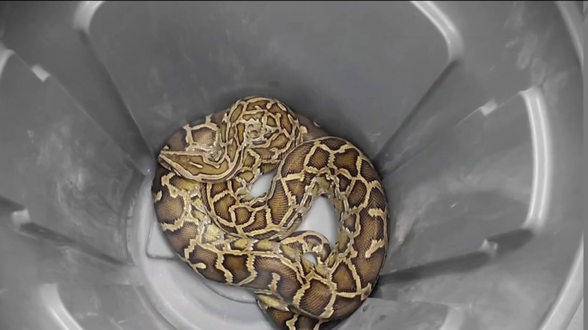 Long Island Woman Finds 8-Foot Burmese Python in Driveway – NBC New York