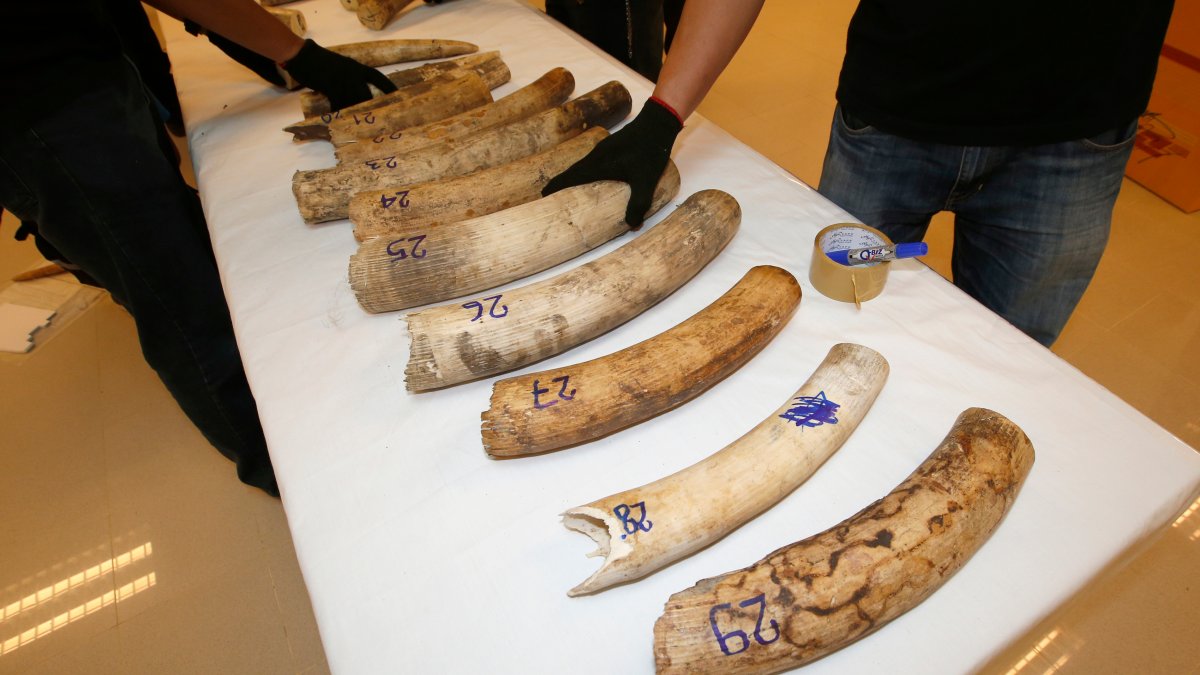 2 From Congo Arrested Outside Seattle in Alleged Elephant Ivory, Rhino ...