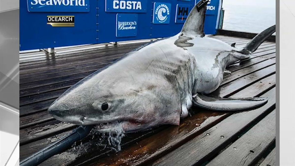 Massive, Nearly 900Pound White Shark Spotted Off Jersey Shore, Long