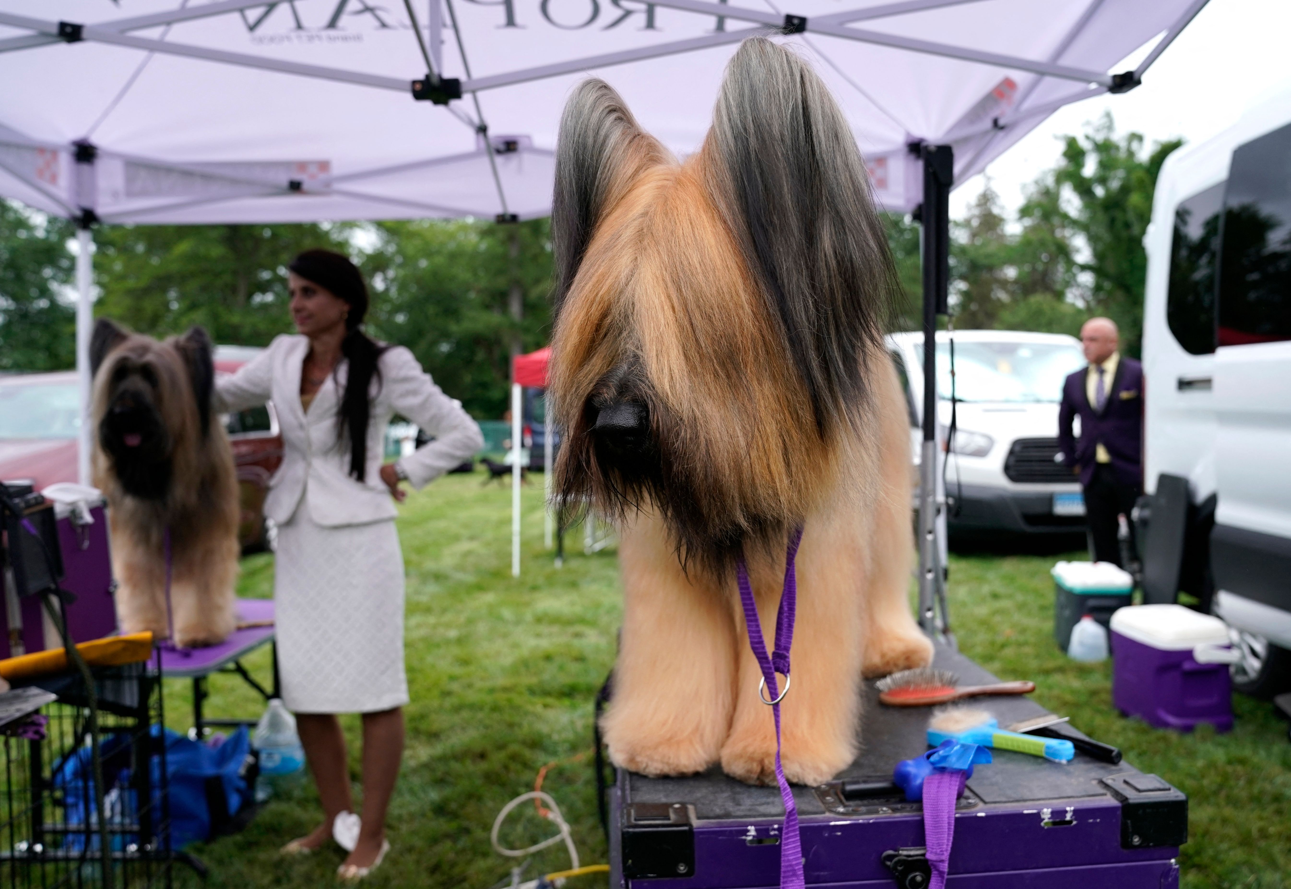 Barry Bonds' Dog Rocky Was in the Westminster Dog Show