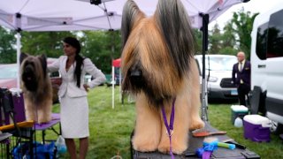 A Briard in the benching area at the 145th Annual Westminster Kennel Club Dog Show on June 12, 2021 at the Lyndhurst Estate in Tarrytown, New York. - Spectators are not allowed this year, apart from dog owners and handlers, because of safety protocols due to Covid-19. (Photo by TIMOTHY A. CLARY / AFP) (Photo by TIMOTHY A. CLARY/AFP via Getty Images)