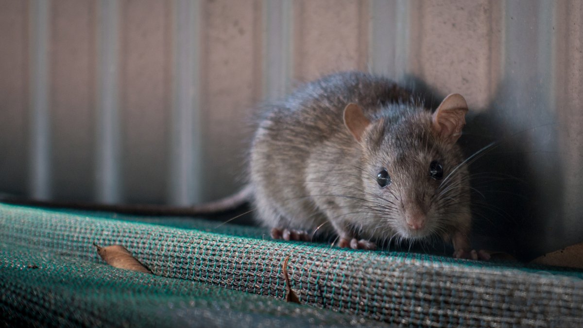 Researchers Find COVID Mutations in NYC Sewage, Pointing to Possible Dog, Rat Infections – NBC New York Researchers Find COVID Mutations in NYC Sewage, Pointing to Possible Dog, Rat Infections – NBC New York