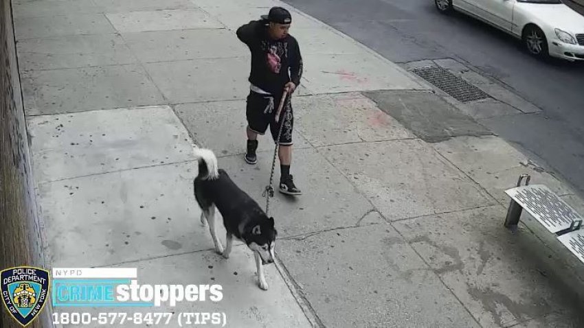 The girl sex with the dog in Queens