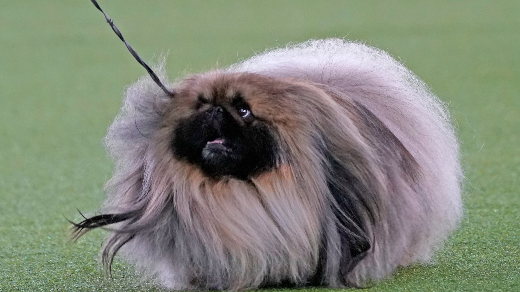 Pekingese Named Wasabi Wins Westminster Dog Show – NBC New York