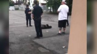 Police stand around dead bear
