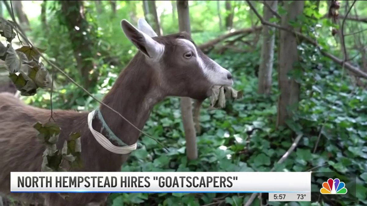 Goats Eat Poison Ivy to Clean Up Long Island NBC New York