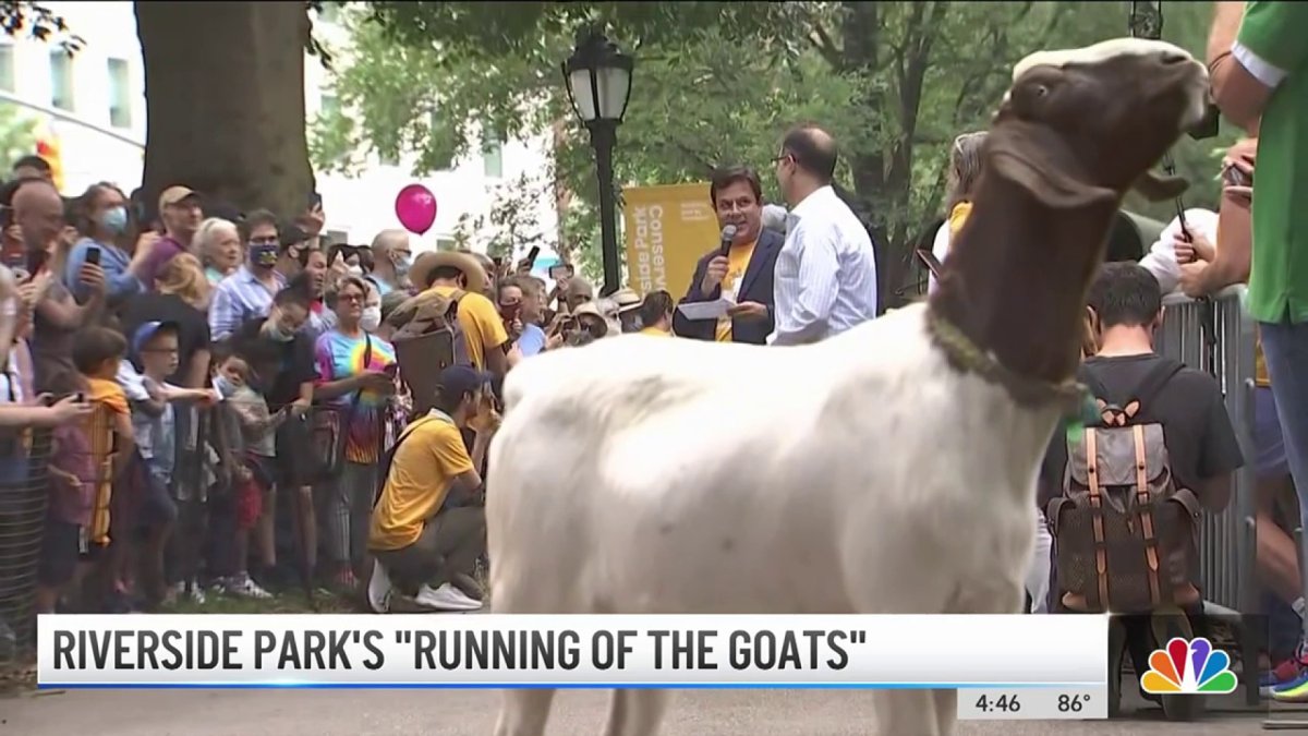 Riverside Park’s “Running of The Goats” NBC New York