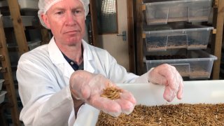 Tom Mohan, co-founder of Horizon Insects, holds a handful of Tenebrio molitor larvae