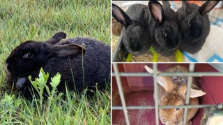 Abandoned bunnies rescued in Long Island woods