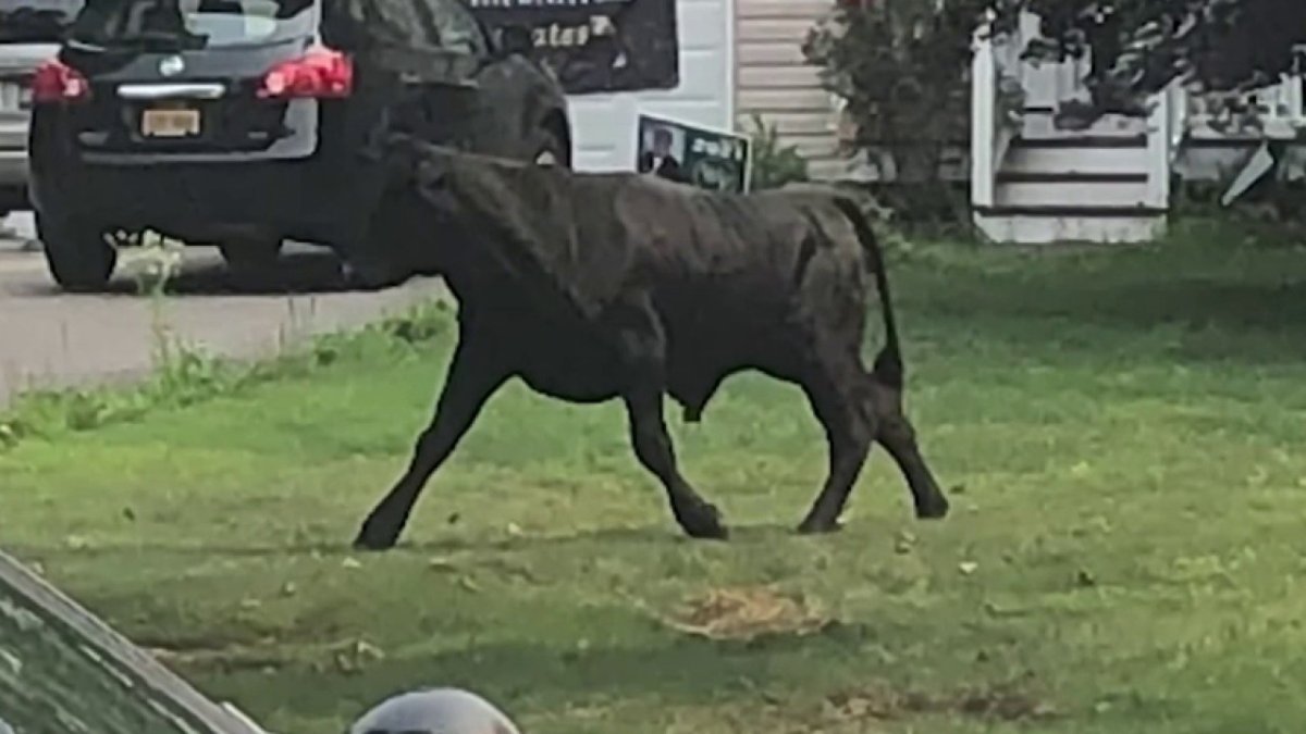 Bull Loose on New York Highway NBC New York