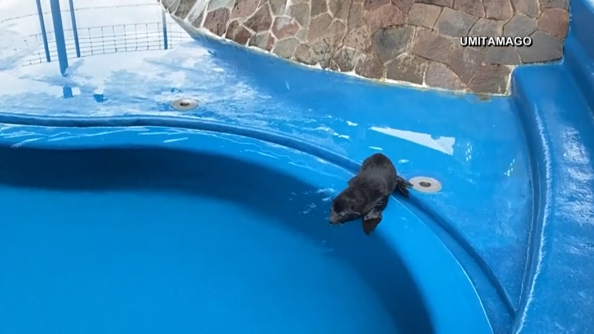 WATCH Baby Fur Seal Learns to Swim NBC New York
