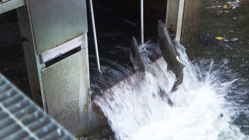 A returning chinook salmon jumps a fish ladder at the Mokelumne Fish Hatchery in Clements in San Joaquin County.