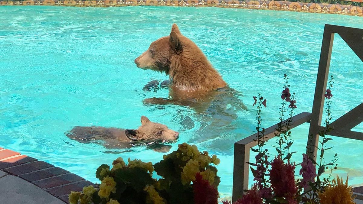 Watch Bear Cub and Mom Swim in Pool NBC New York
