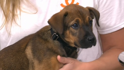Clear the Shelters with Best Friends Animal Society – NBC New York
