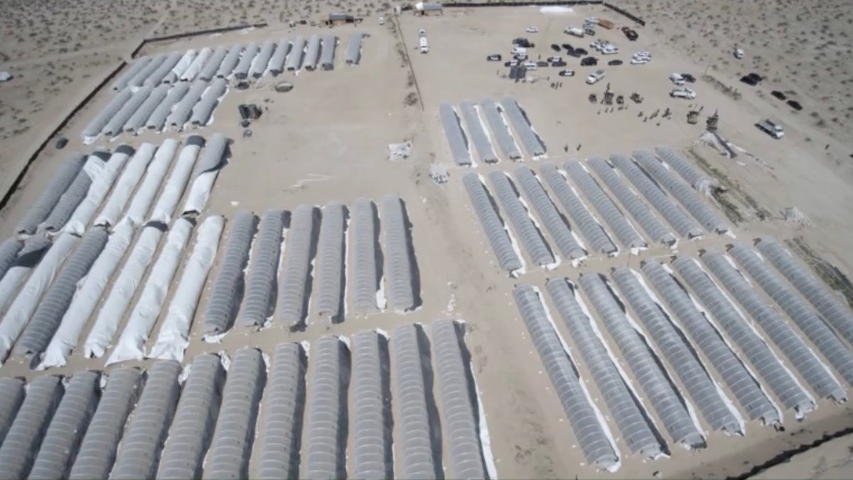 $1 Billion Worth of Marijuana Seized in LA County – NBC New York