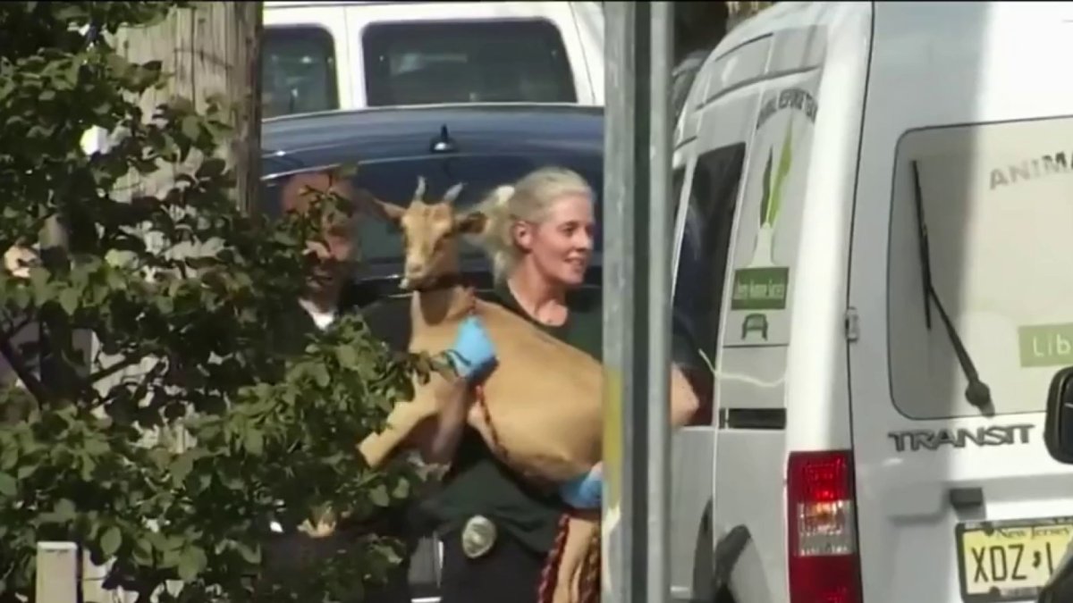 Chickens With 'Throats Slashed,' Goats Found in 3-Bedroom NJ Apartment – NBC New York Chickens With 'Throats Slashed,' Goats Found in 3-Bedroom NJ Apartment – NBC New York