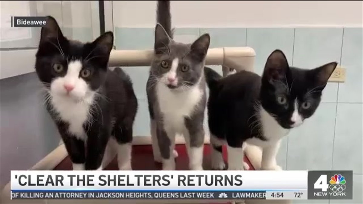 Clear the Shelters Returns in 2021 NBC New York