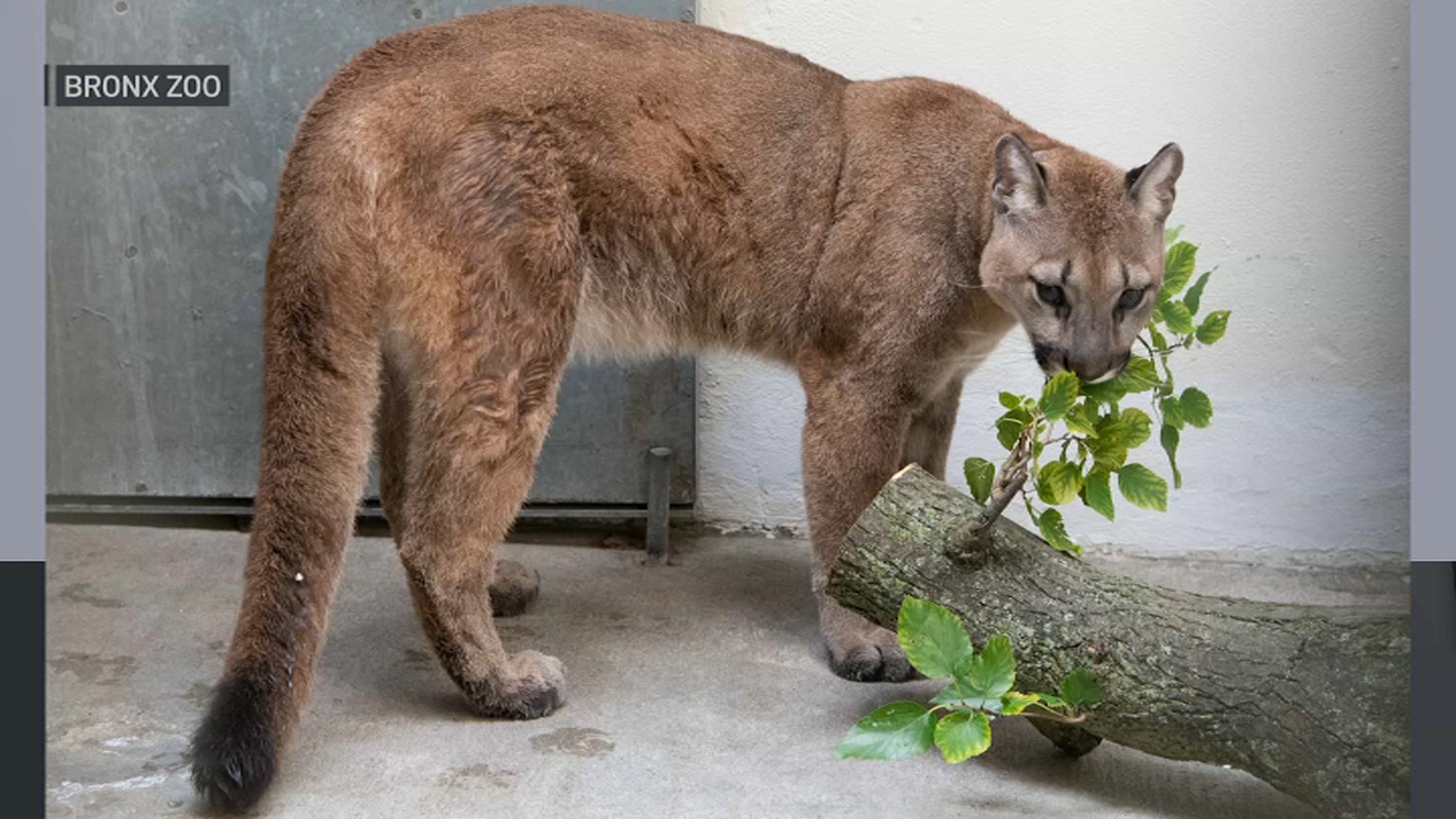 pet mountain lion