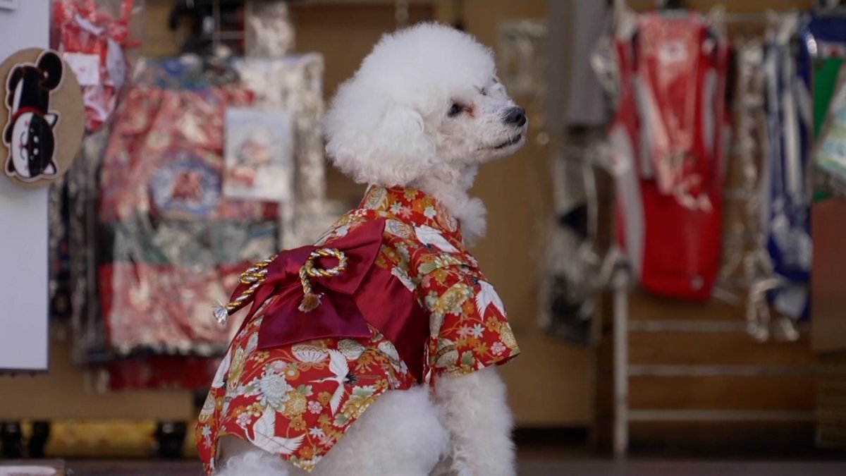 WATCH Tokyo Pets Are Getting Into the Olympic Spirit NBC New York