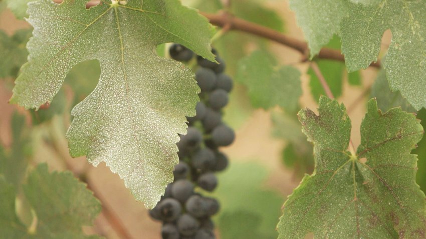 Leaves of the grape vines of Green and Red Vineyards in St. Helena are covered with “sunscreen,” which is a clay substance used to protect the grapes from excessive heat.