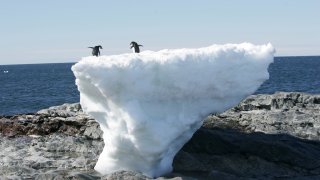 Adelie penguins stand atop a block of melting ice on a rocky shoreline at Cape Denison, Commonwealth Bay, in East Antarctica.