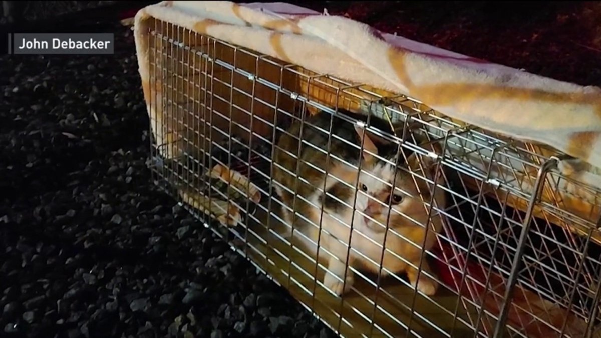 Cat Who Escaped JFK Airport Before Cargo Flight Is Found After 18 Days – NBC New York