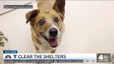 Clear the Shelters: Best Friends Animal Society – NBC New York