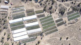 A marijuana grow is seen in an aerial photo taken by the Deschutes County Sheriff's Office the day officers raided the site in the community of Alfalfa, Ore.