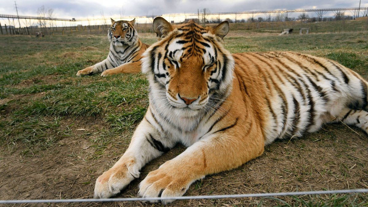 Годы после тигра. Бенгальский длиннопенисный тигр. Королевский тигр. Домашние тигры. Американский тигр.