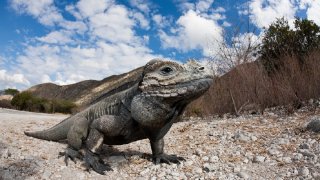 Rhinoceros Iguana