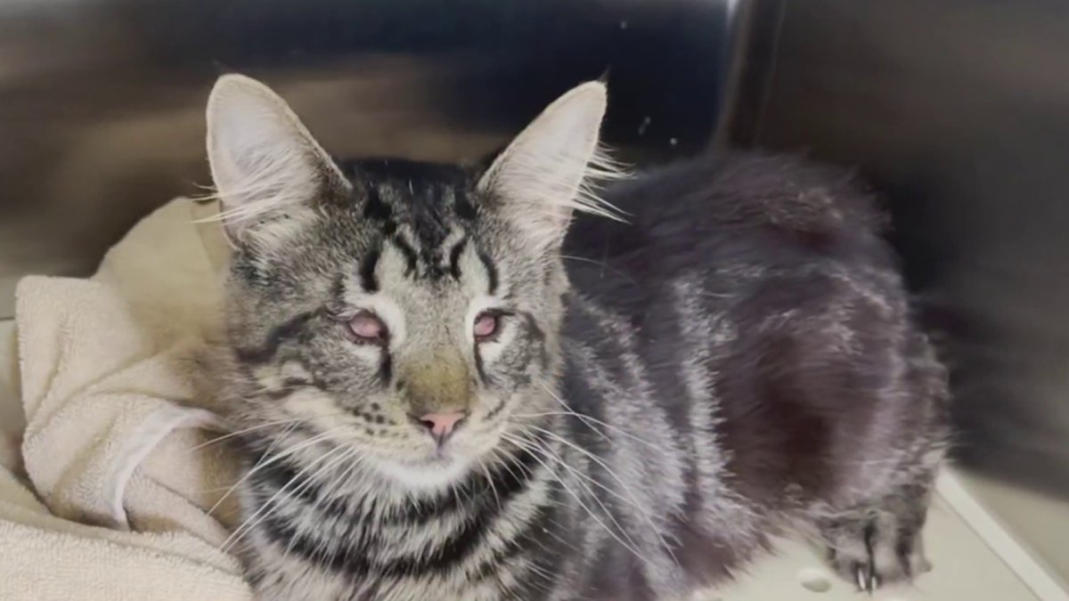 Dozens of Cats Rescued From Horrible Conditions At Long Island Home ...