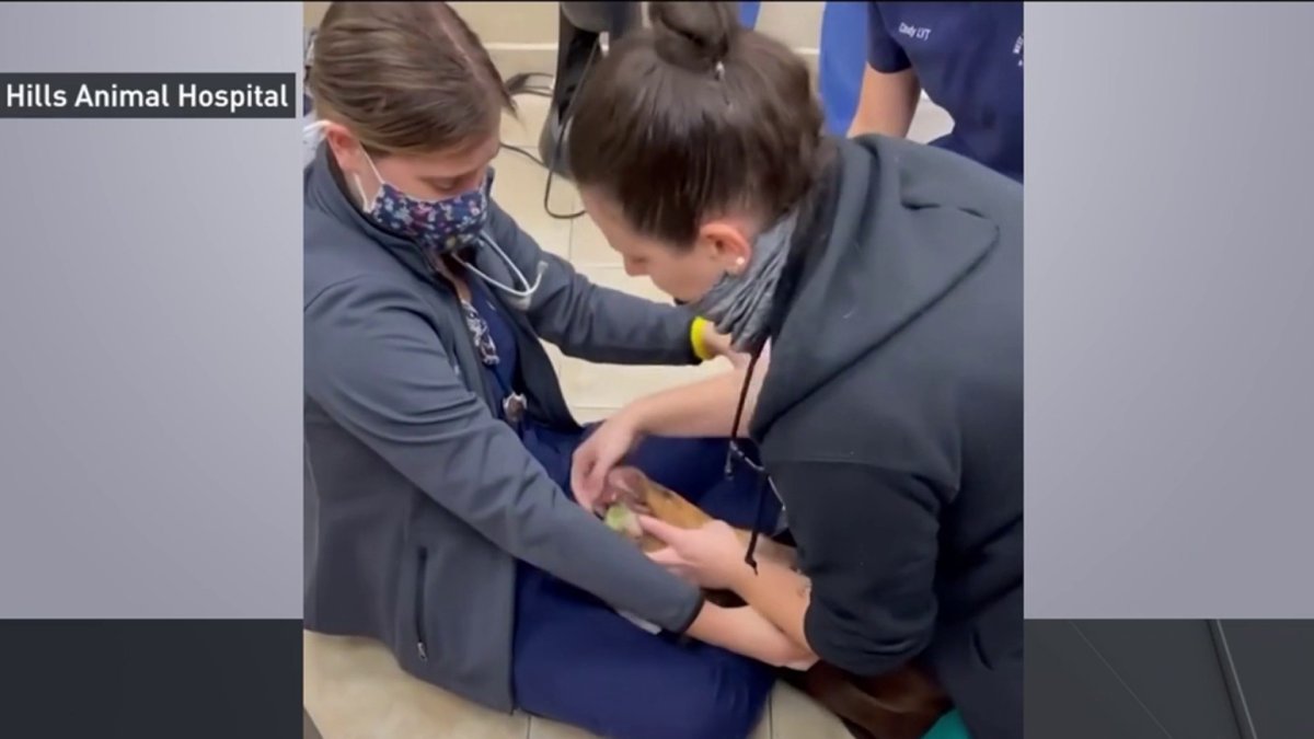 Image showcasing WATCH: NY Veterinarians Prevent Dogs From Choking on Toys With Life ...
