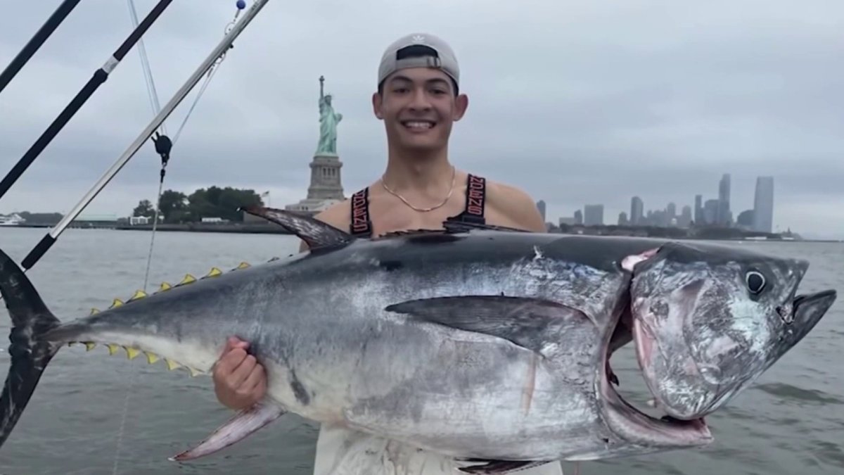 Bluefin Tuna Boom Lures Fishermen to New York Harbor - Vimarsana News