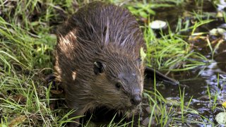 a tagged young beaver explores water hole