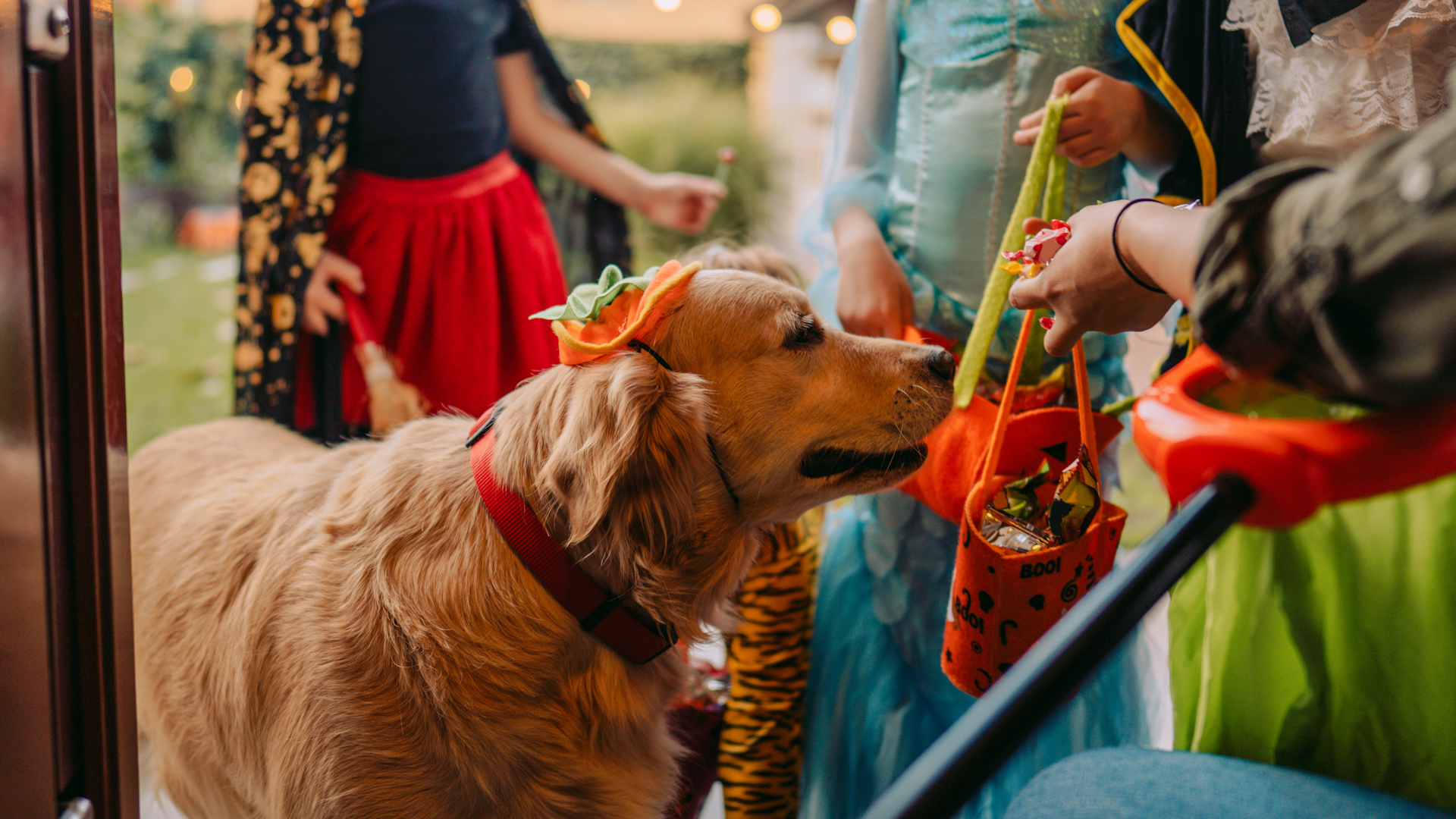 Halloween Safety Tips For Your Pets From The Aspca Nbc New York Halloween Safety Tips For Your Pets From The Aspca Nbc New York