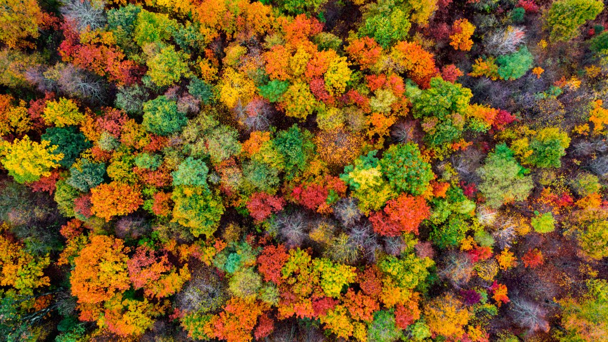 Climate Change Is Stalling the Process That Makes Leaves Change Color in the Fall – NBC New York - Vimarsana News