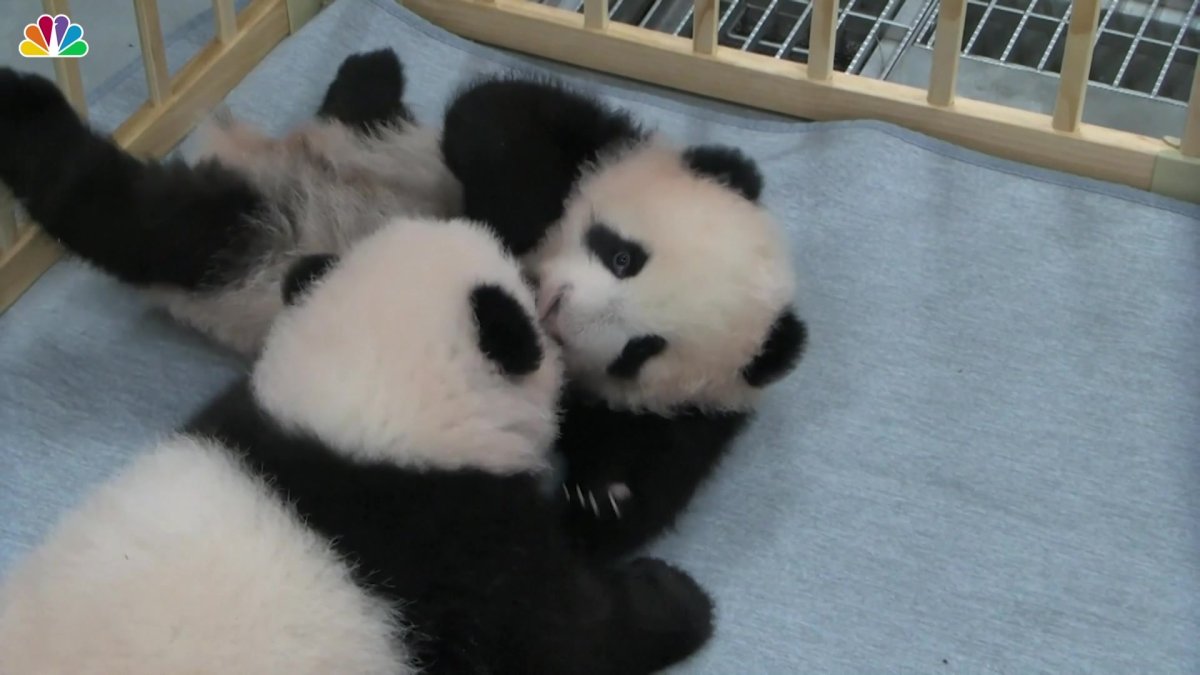 giant-panda-twins-get-wonderful-new-names-nbc-new-york