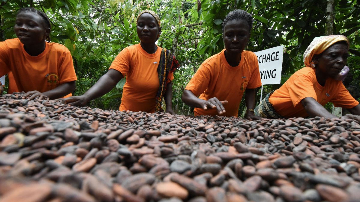 'It's Difficult to Feed Our Families': Volatile Cocoa Prices Are Pushing West African Farmers Further Into Poverty – NBC New York - Vimarsana News