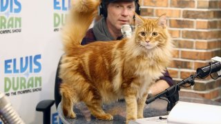 Celebrity chef Bobby Flay and his cat Nacho Flay make a radio show appearance on November 23, 2015 in New York City.