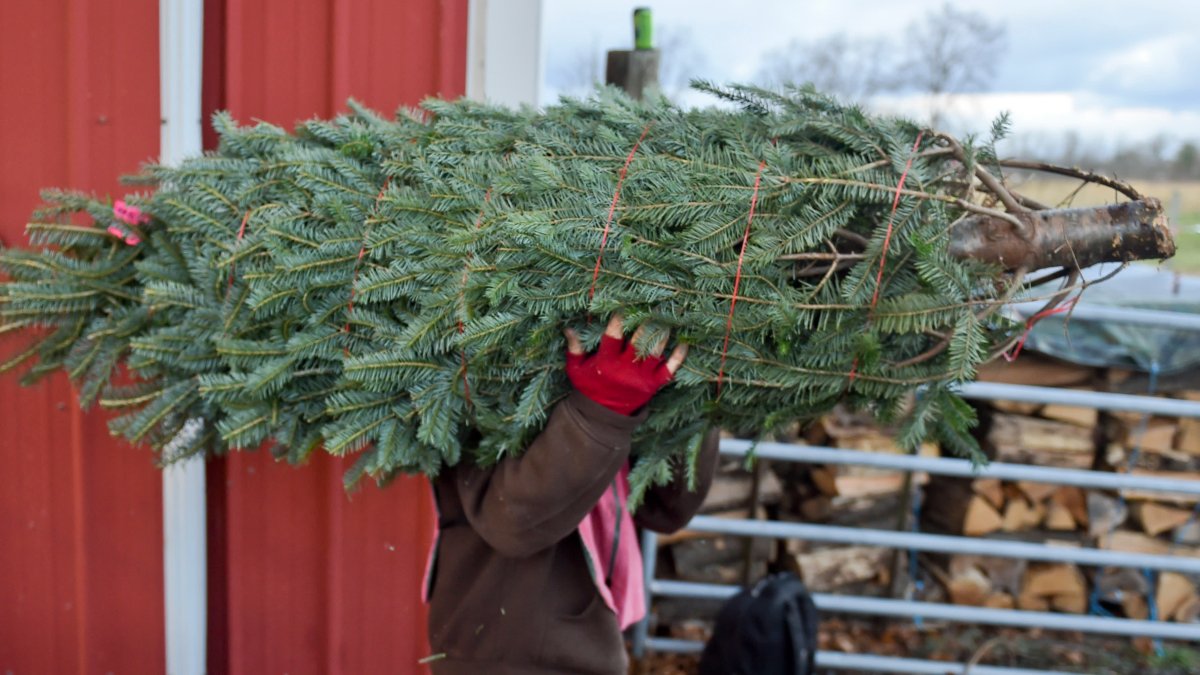 Christmas Tree Buyers Face Reduced Supplies, Higher Prices – NBC New York - Vimarsana News