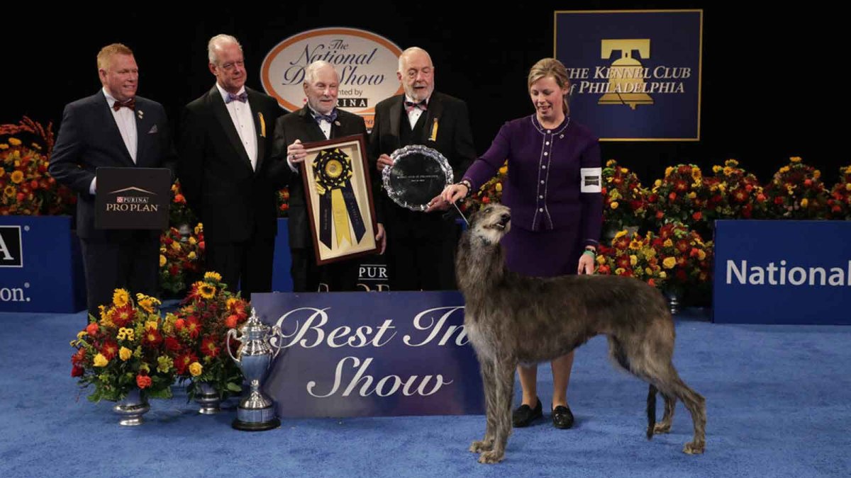 Scottish Deerhound Repeats As Best In Show At 2021 National Dog Show Nbc New York