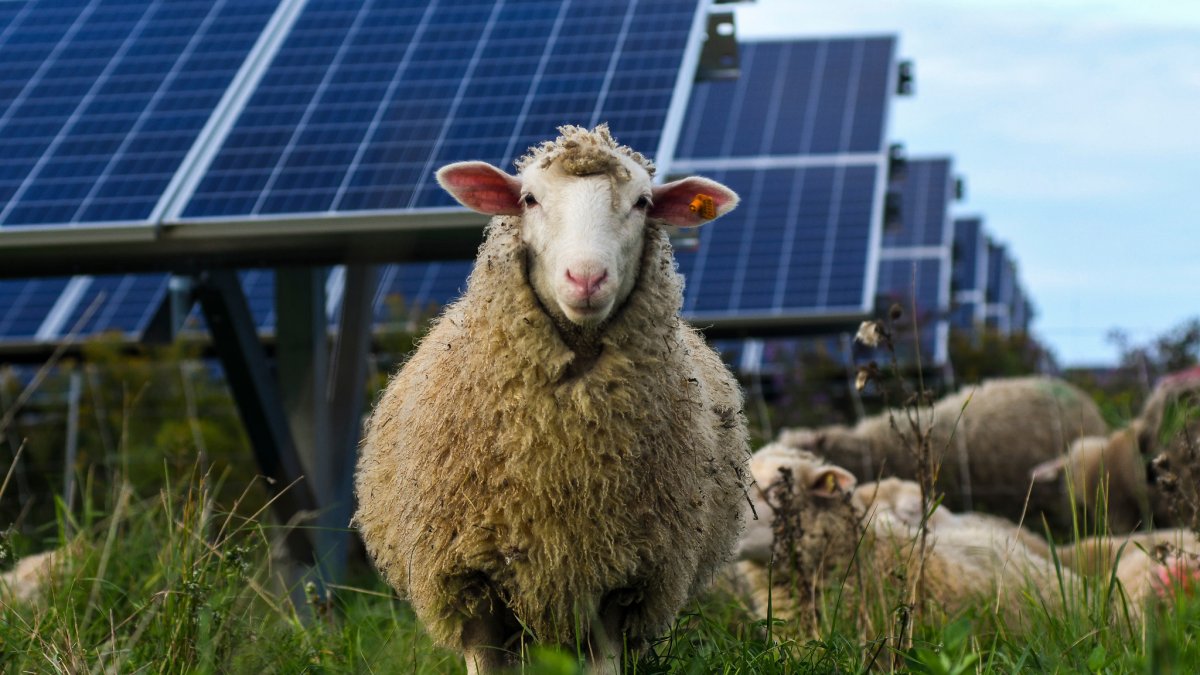 Bees, Sheep, Crops: Developers Tout Benefits of Solar Beyond Clean Energy - Vimarsana News